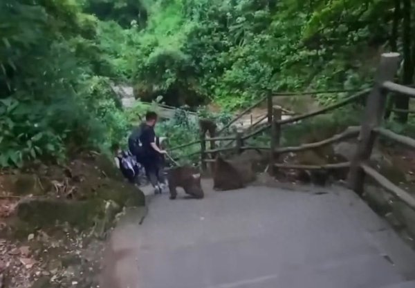 配资网站免费 峨眉山野猴追人致其摔倒？景区回应